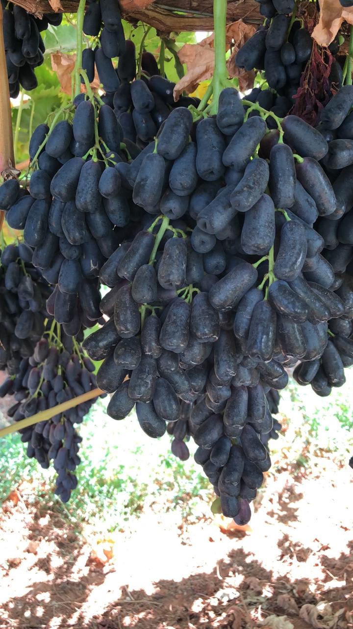 Hybrid Long Black Grapes Fruit Plant (Pack Of 1)