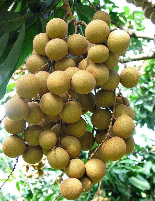 Longon Hybrid Grafting Fruit Plant (Pack Of 1)