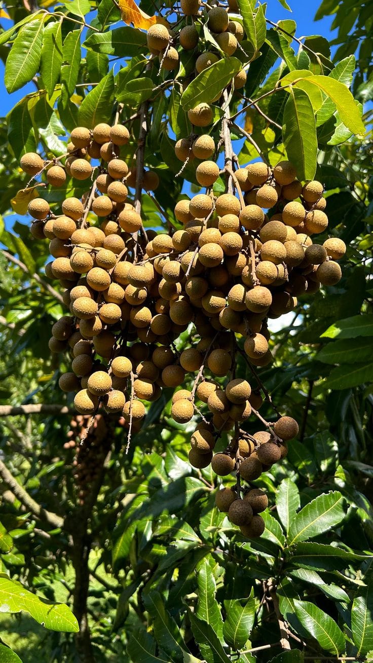 Longon Hybrid Grafting Fruit Plant (Pack Of 1)