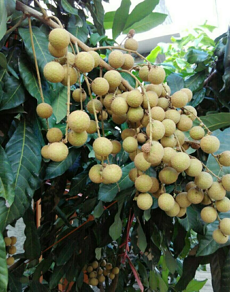 Longon Hybrid Grafting Fruit Plant (Pack Of 1)