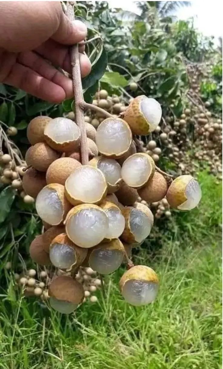 Longon Hybrid Grafting Fruit Plant (Pack Of 1)