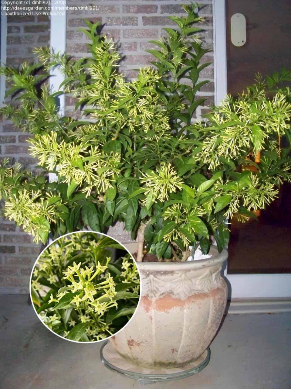 Night Blooming Jasmine Flower Plant (Pack Of-1 )