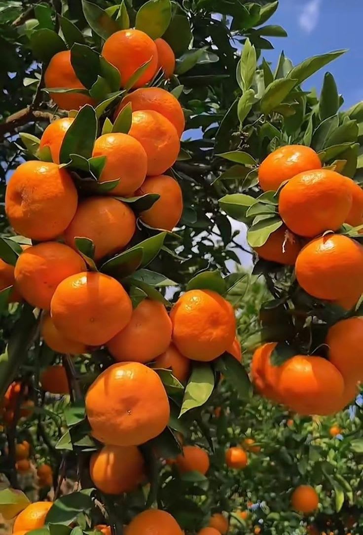 Hybrid Dency Orange 🍊🍊🍊 Fruit Plant (Pack Of-1 )