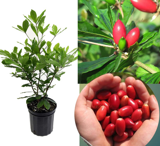Hybrid Miracle Fruit Plant (Pack Of-1)