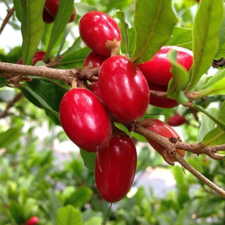Hybrid Miracle Fruit Plant (Pack Of-1)