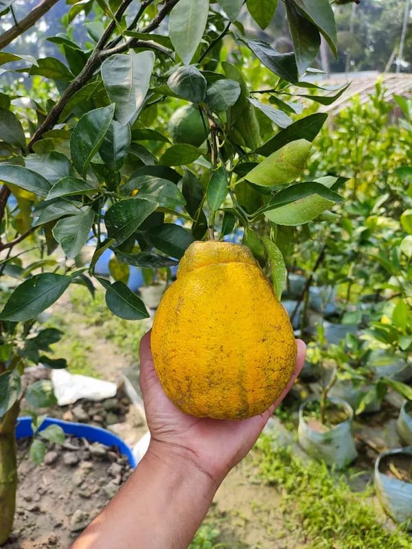 Hybrid Dekopon Orange Grafting Fruit Plant (Pack of-1)