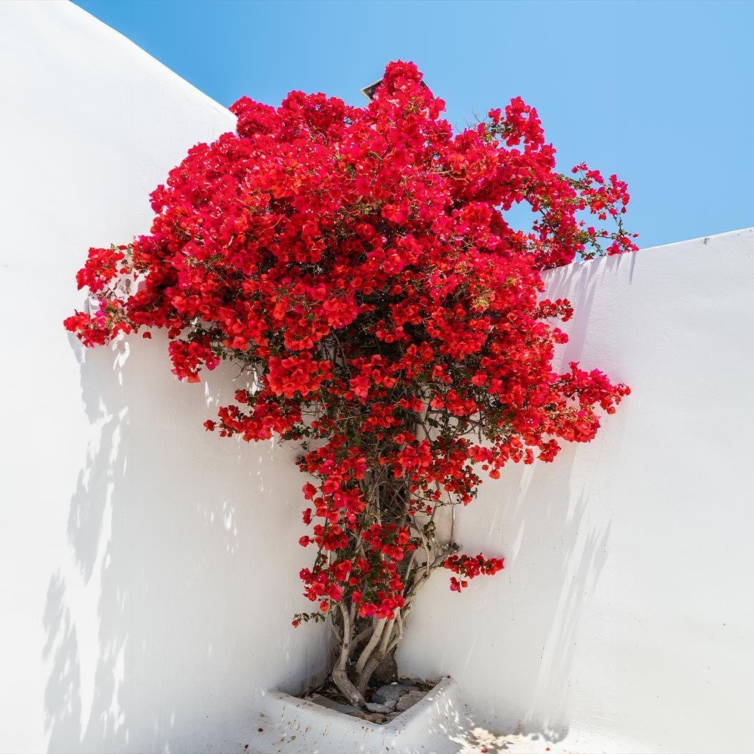 Hybrid Bougainvillea Red Flower Plant (Pack Of-1 )