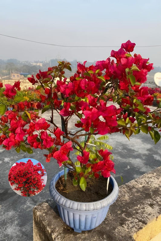 Hybrid Bougainvillea Red Flower Plant (Pack Of-1 )