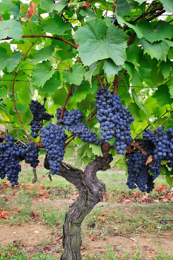 Midnight Jewel Black Grapes Plant (Pack Of 1)