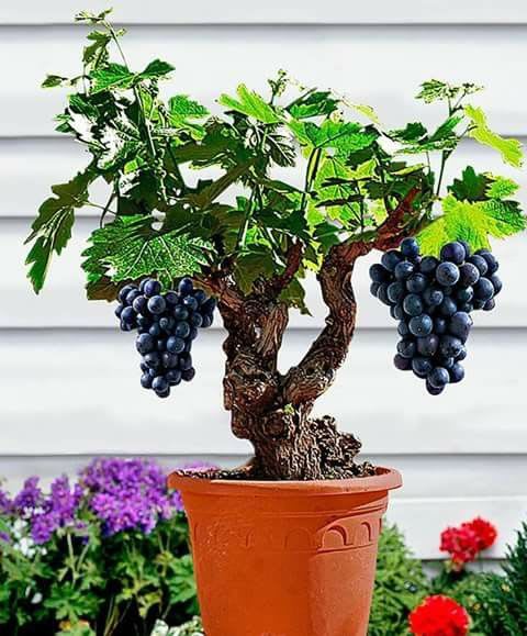 Midnight Jewel Black Grapes Plant (Pack Of 1)