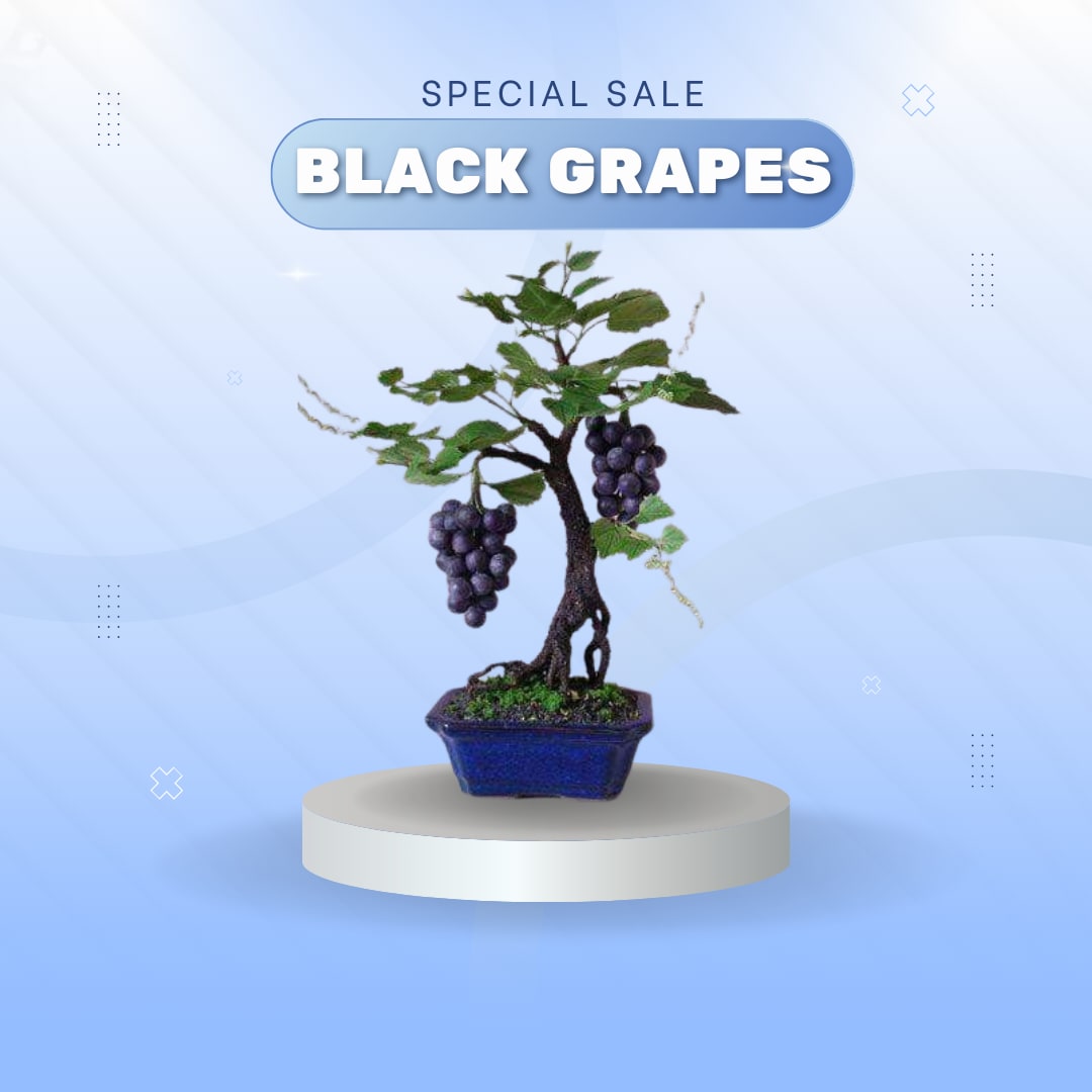 Midnight Jewel Black Grapes Plant (Pack Of 1)