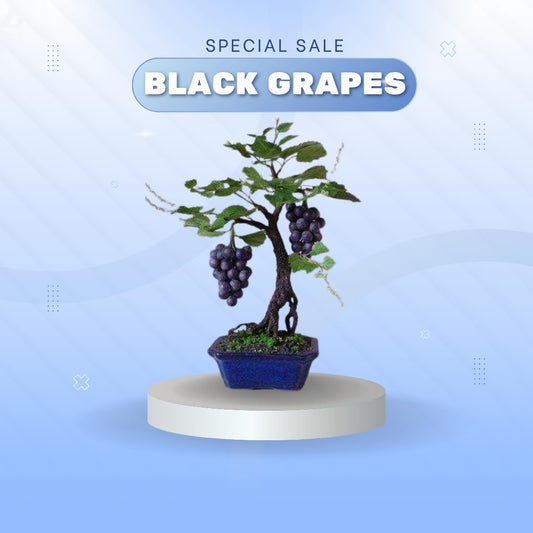 Midnight Jewel Black Grapes Plant (Pack Of 1)