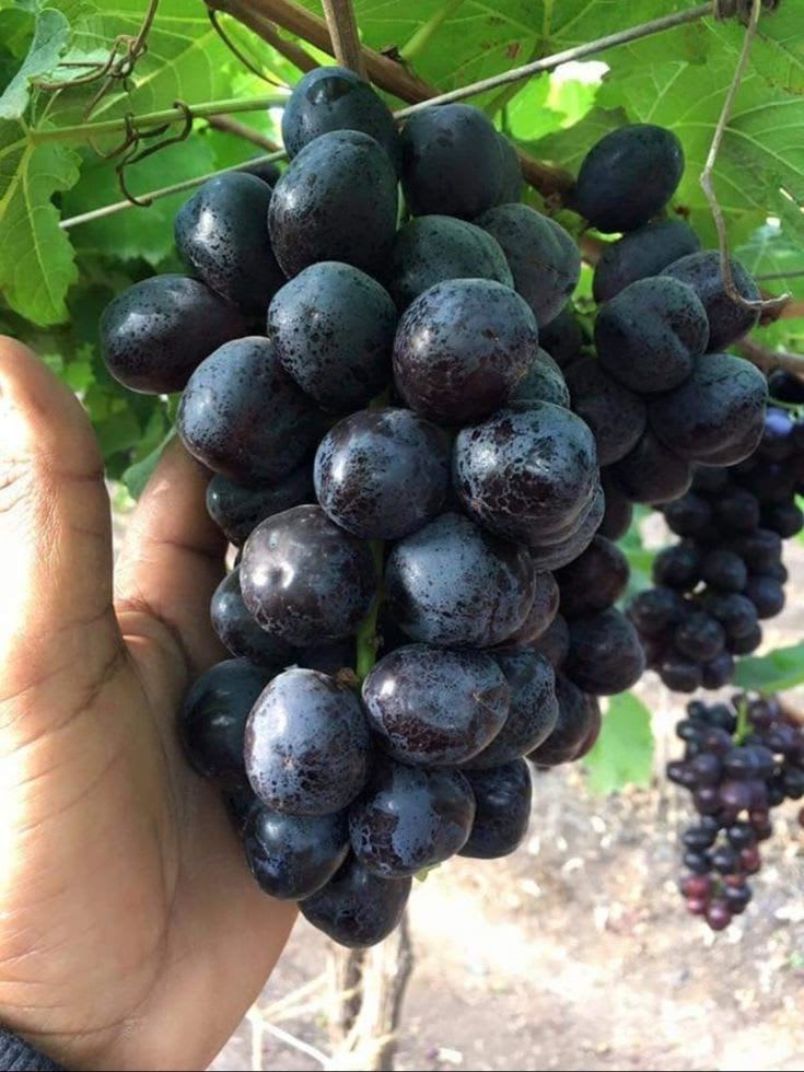 Midnight Jewel Black Grapes Plant (Pack Of 1)