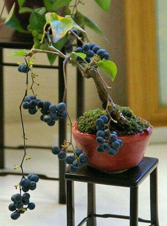 Midnight Jewel Black Grapes Plant (Pack Of 1)