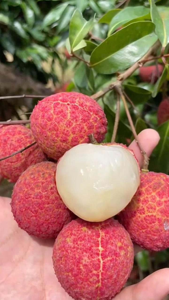 Muzaffarpur Shahi Litchi Hybrid Fruit Plant (Pack Of 1)