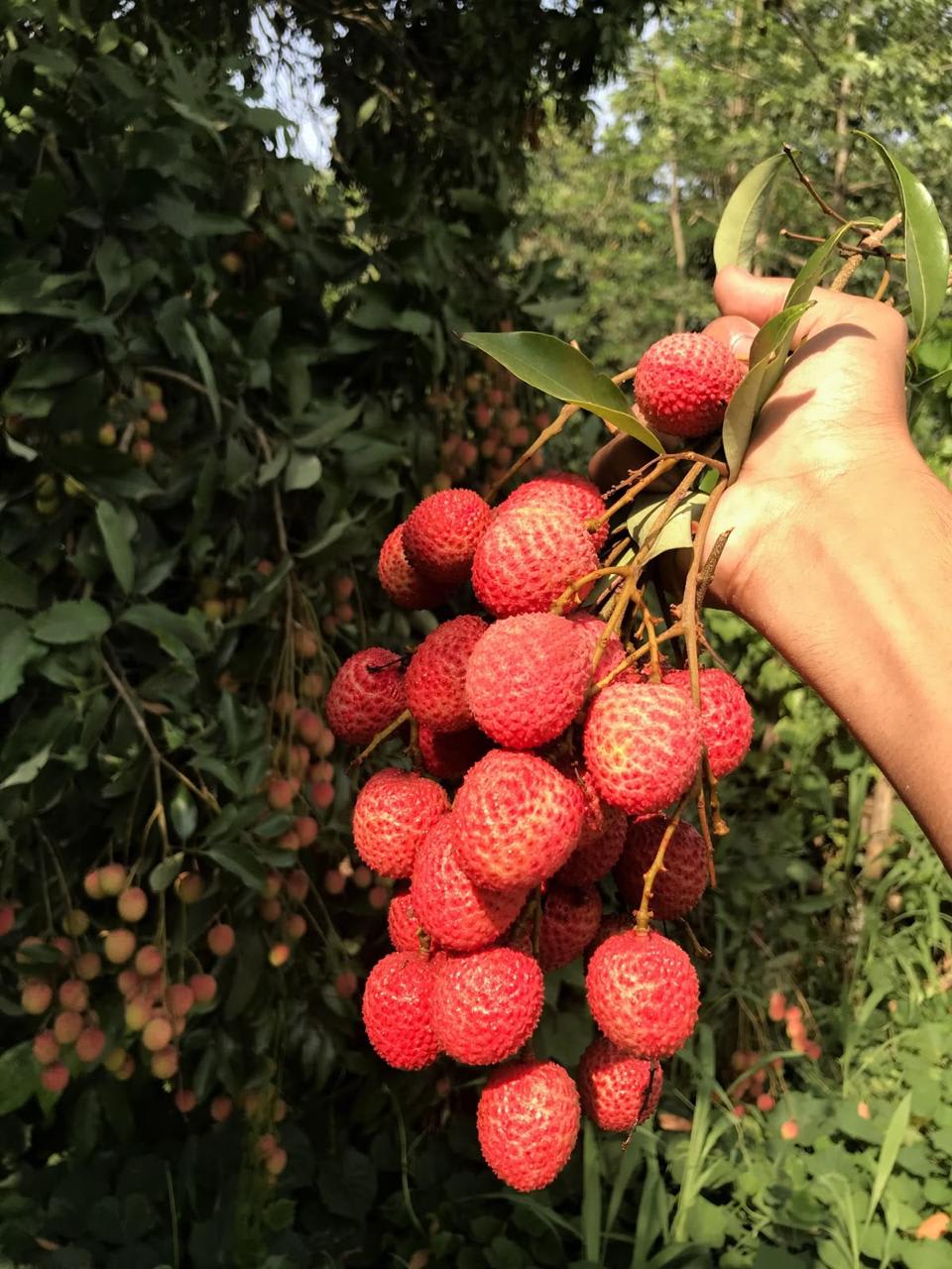 Muzaffarpur Shahi Litchi Hybrid Fruit Plant (Pack Of 1)