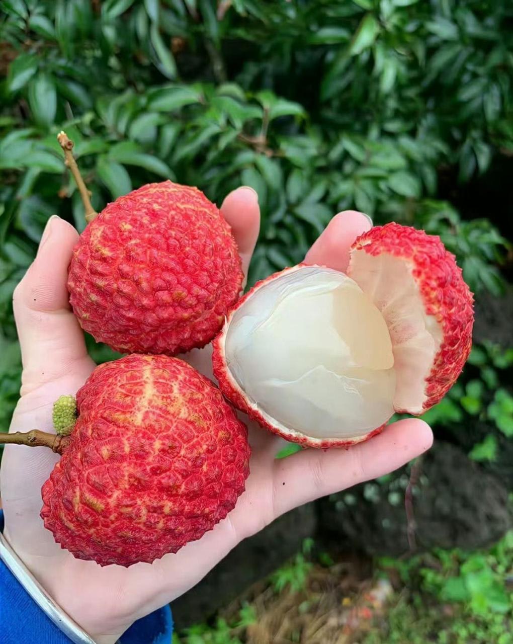 Muzaffarpur Shahi Litchi Hybrid Fruit Plant (Pack Of 1)
