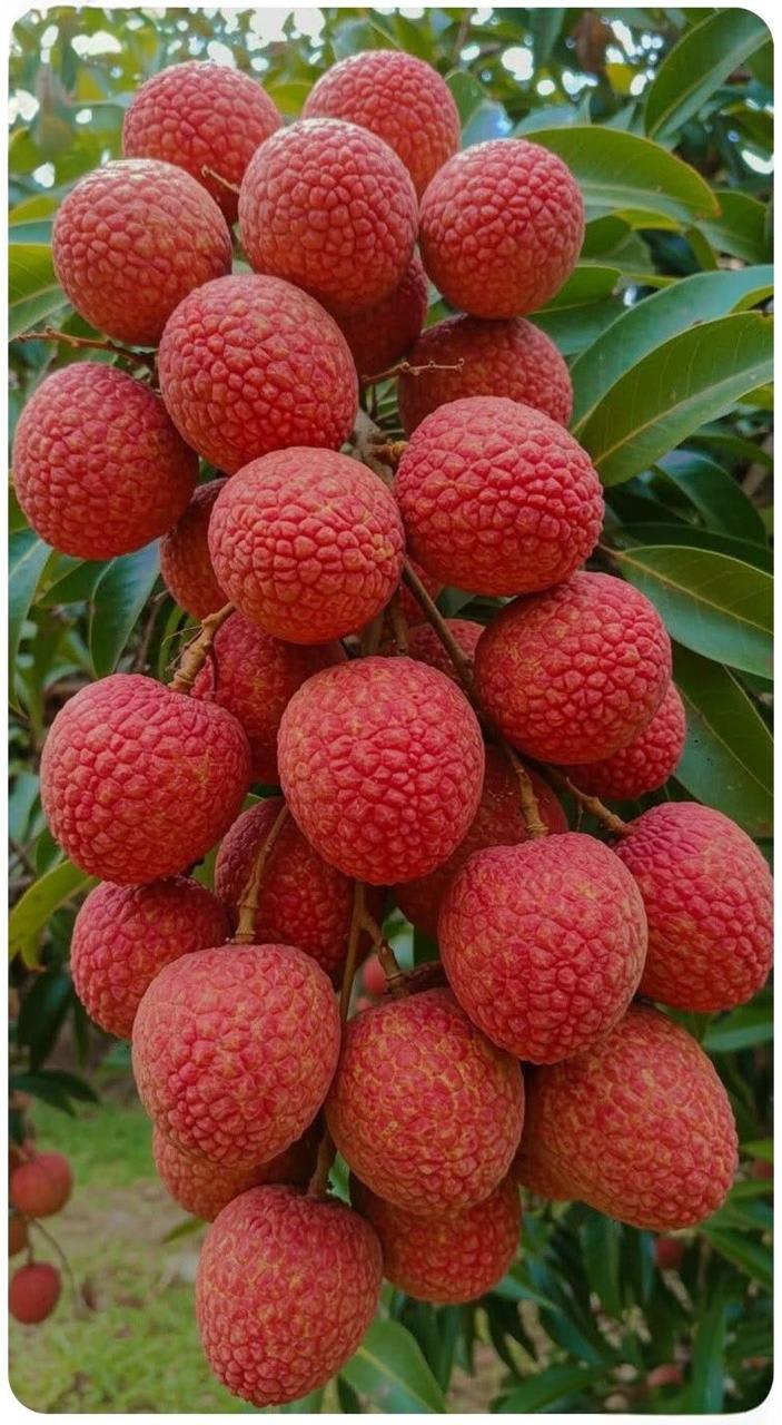 Muzaffarpur Shahi Litchi Hybrid Fruit Plant (Pack Of 1)