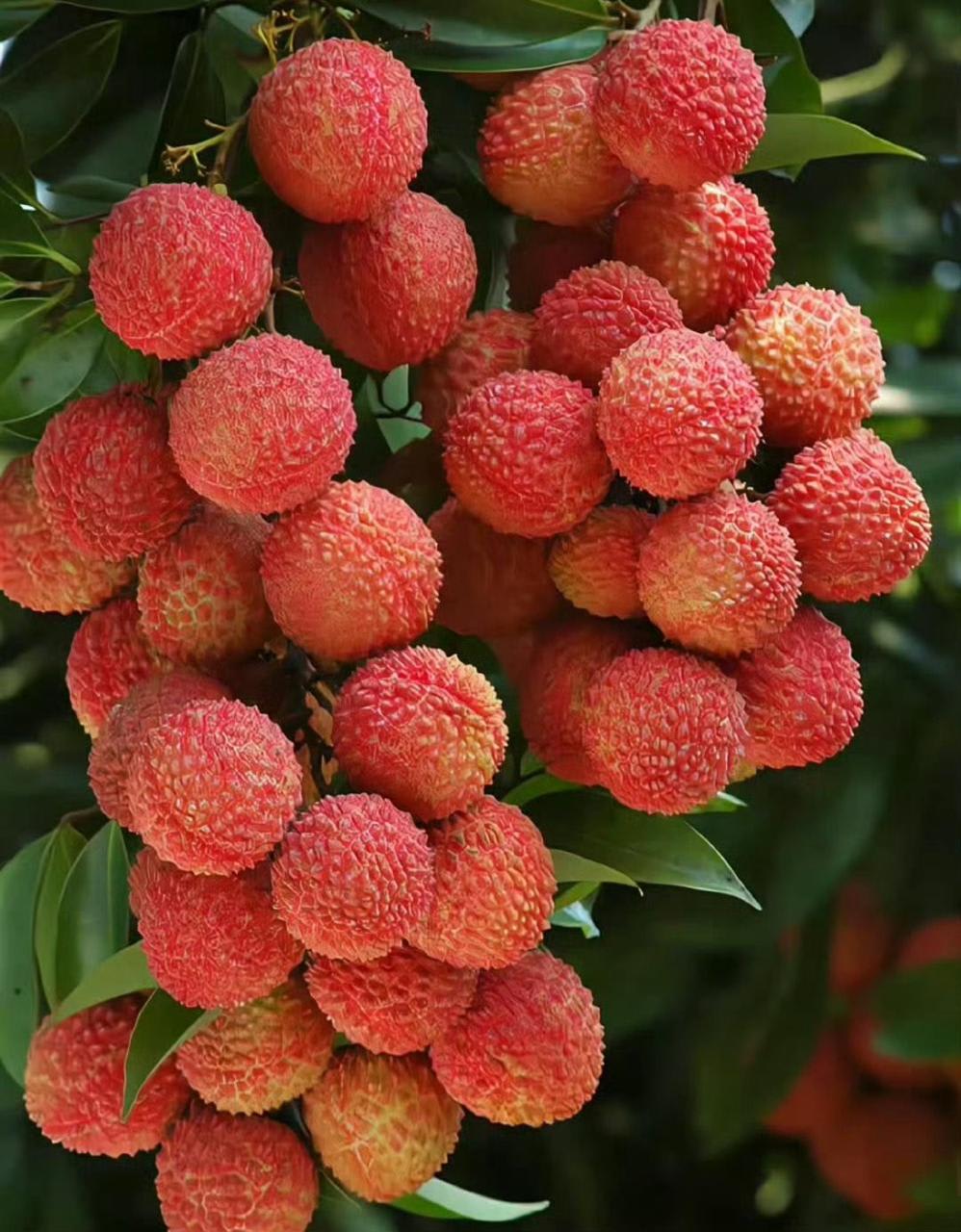 Muzaffarpur Shahi Litchi Hybrid Fruit Plant (Pack Of 1)