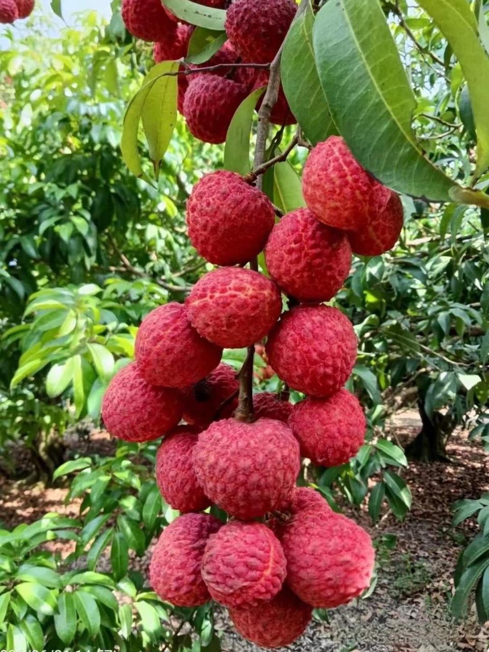Muzaffarpur Shahi Litchi Hybrid Fruit Plant (Pack Of 1)