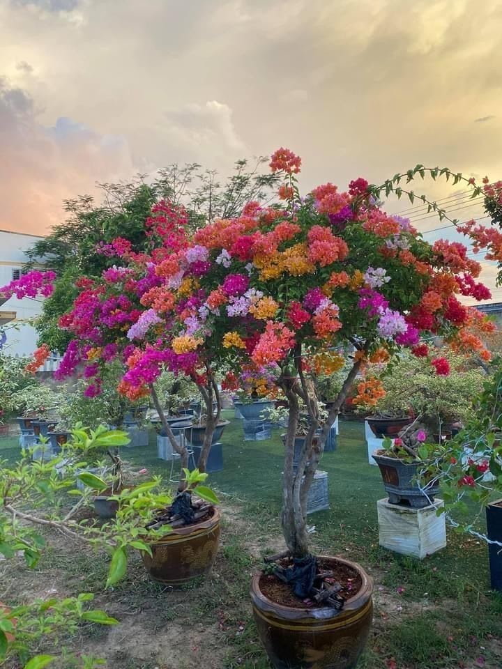 Multi Color Grafting Bougainvillea Plant (5-6 Grafting)
