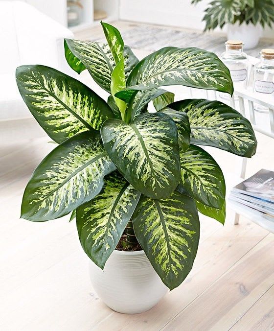 Mystic Difanbichya Plant (Pack Of 1)