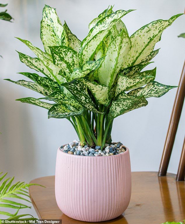 Mystic Difanbichya Plant (Pack Of 1)
