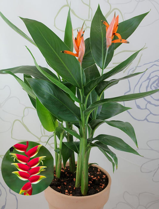 Hybrid Heliconia Flower Plant (Pack Of-1 )
