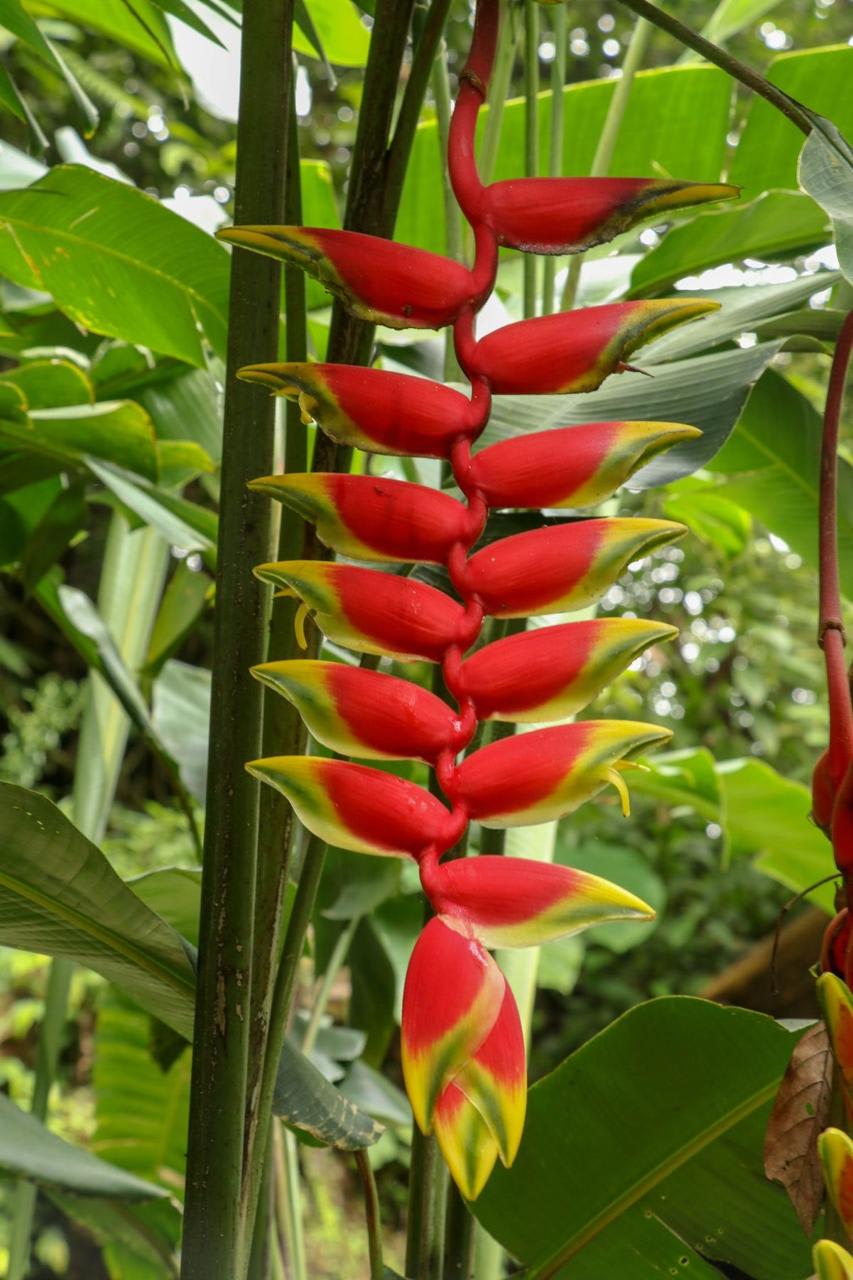 Hybrid Heliconia Flower Plant (Pack Of-1 )