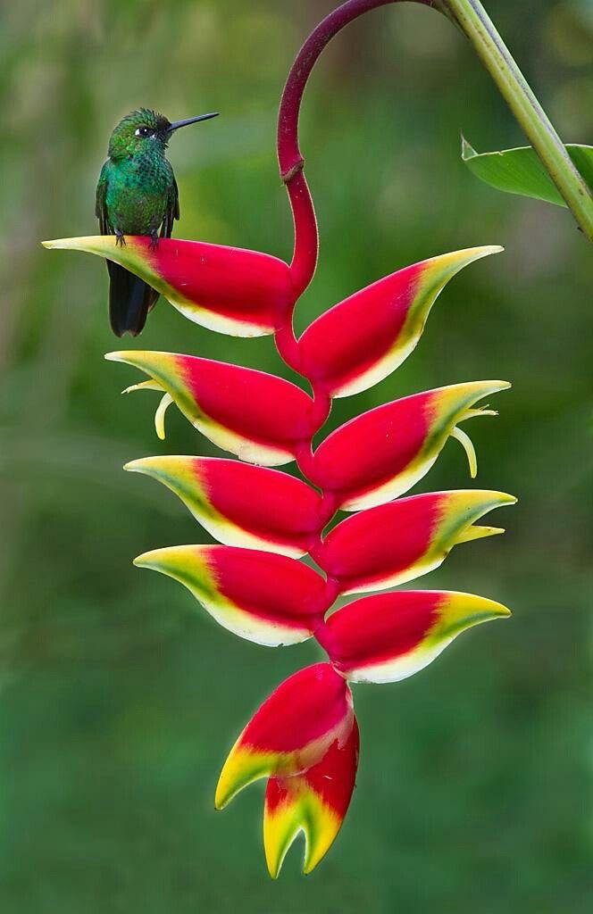 Hybrid Heliconia Flower Plant (Pack Of-1 )