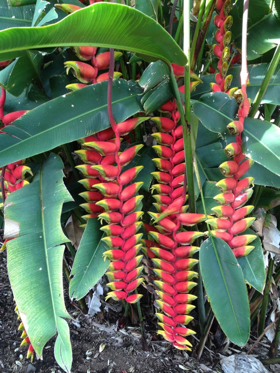 Hybrid Heliconia Flower Plant (Pack Of-1 )