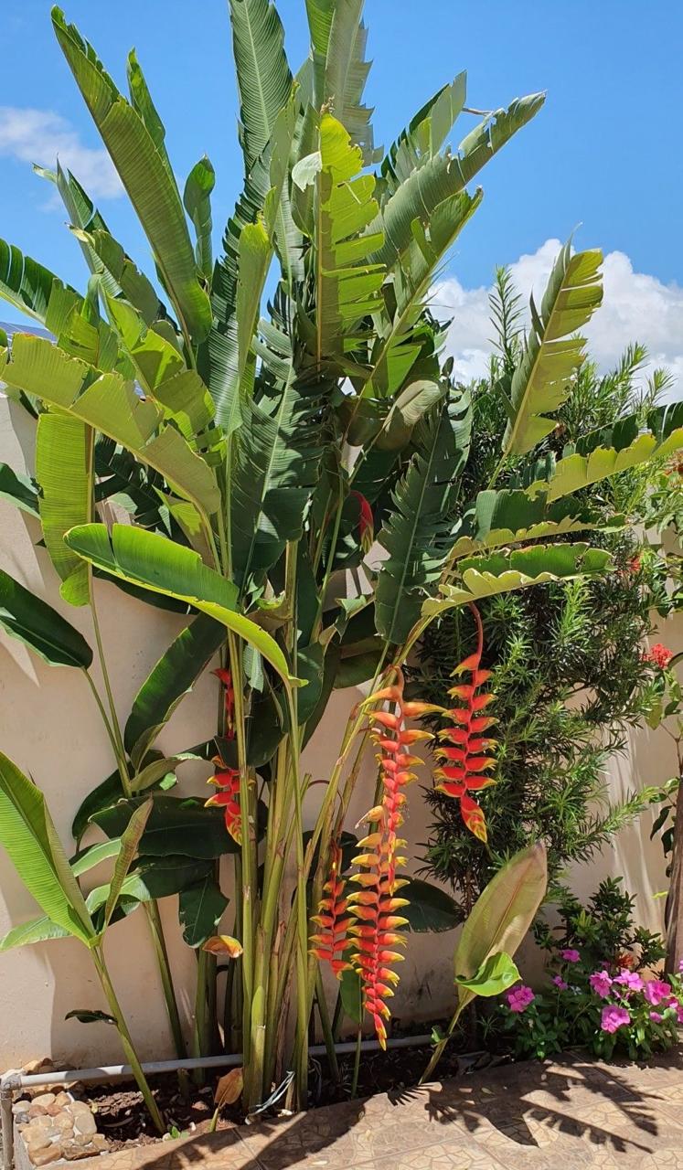 Hybrid Heliconia Flower Plant (Pack Of-1 )
