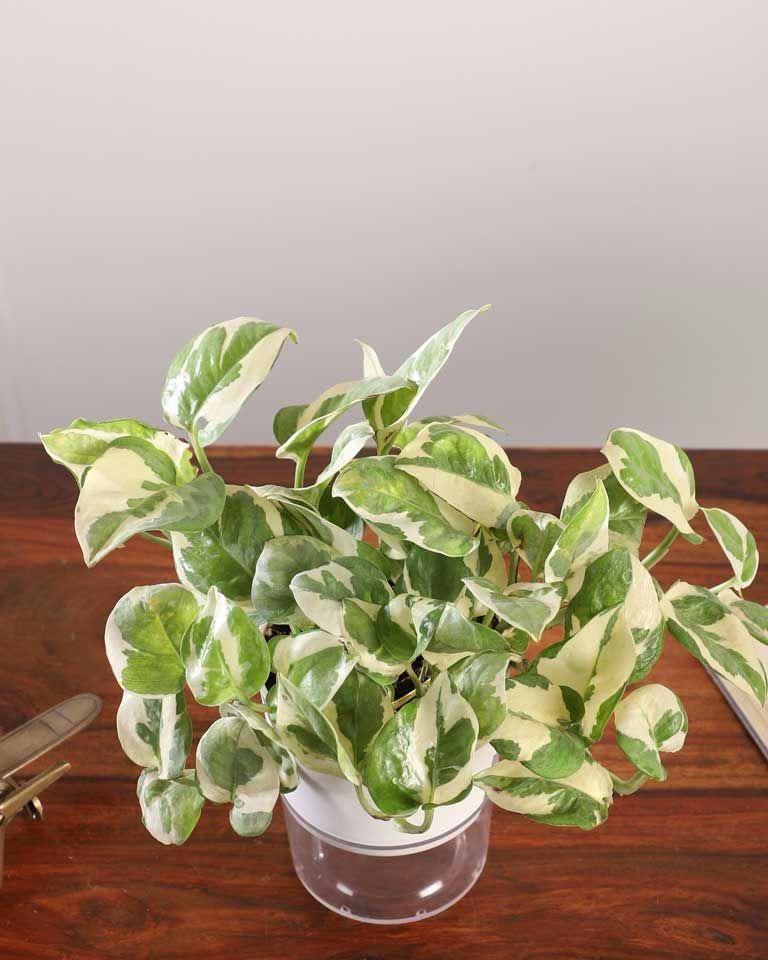 Hybrid Variegated Money Plant (Pack Of-1 )