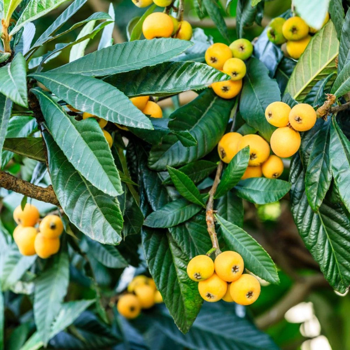 Loquat Fruit Plant (Hybrid & Grafting) Pack Of-1