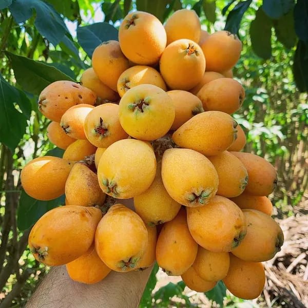 Loquat Fruit Plant (Hybrid & Grafting) Pack Of-1