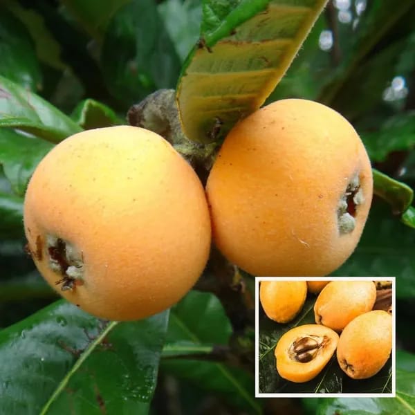 Loquat Fruit Plant (Hybrid & Grafting) Pack Of-1