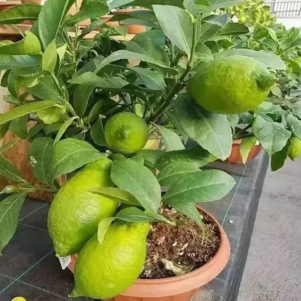 Hybrid Gandharaj Lemon Fruit Plant (Pack Of-1 )