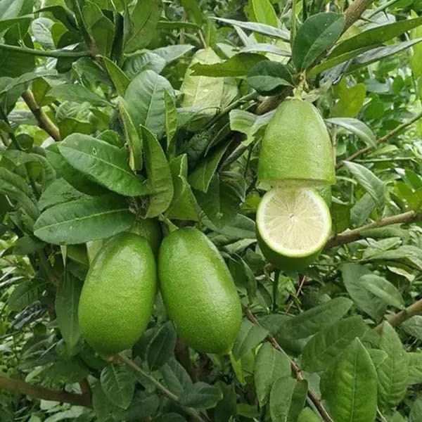 Hybrid Gandharaj Lemon Fruit Plant (Pack Of-1 )
