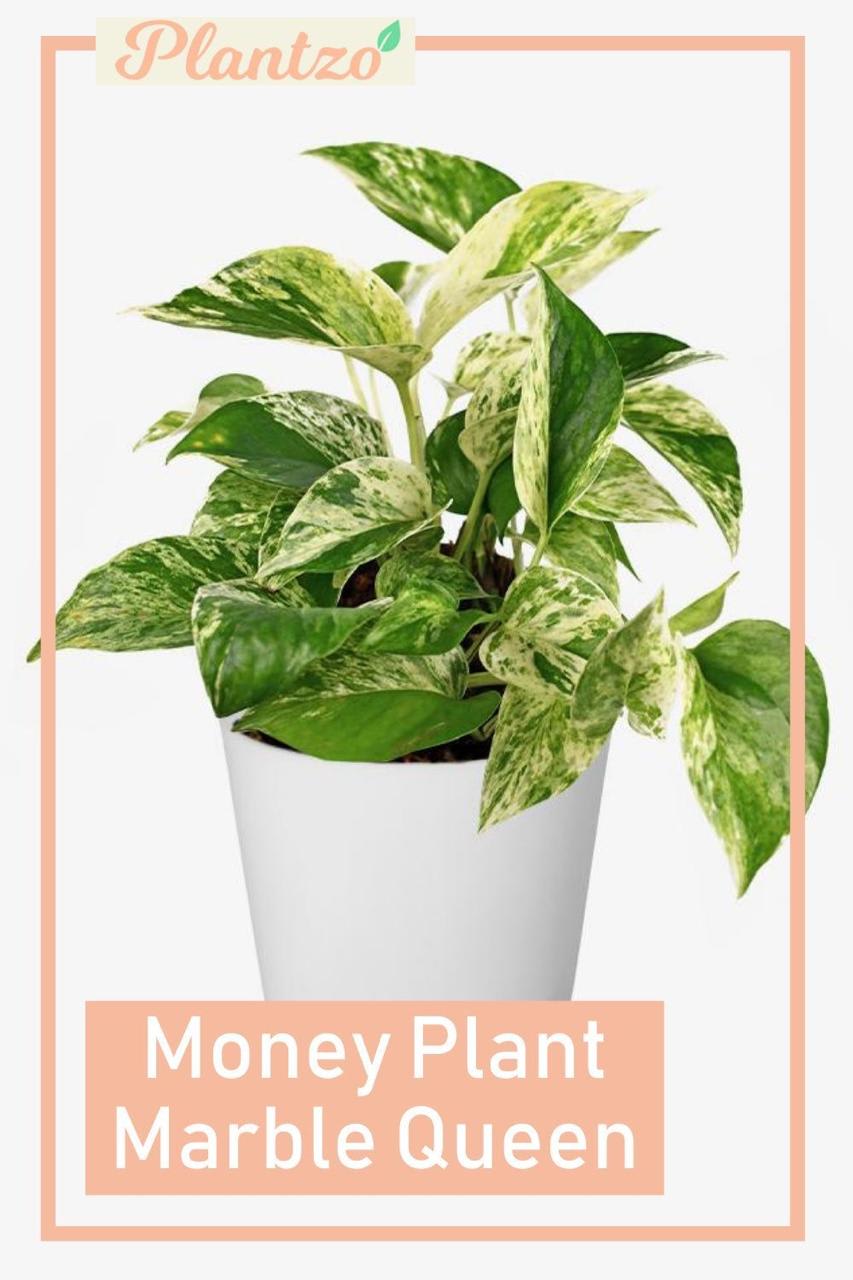 Hybrid Marble Queen Money Plant ( Pack Of-1 )