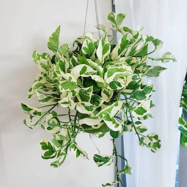 Hybrid Marble Queen Money Plant ( Pack Of-1 )