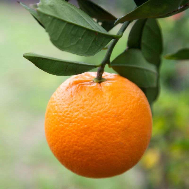 Hybrid Washington Navel Orange 🍊🍊🍊 Grafting Fruit Plant (Pack Of-1 )