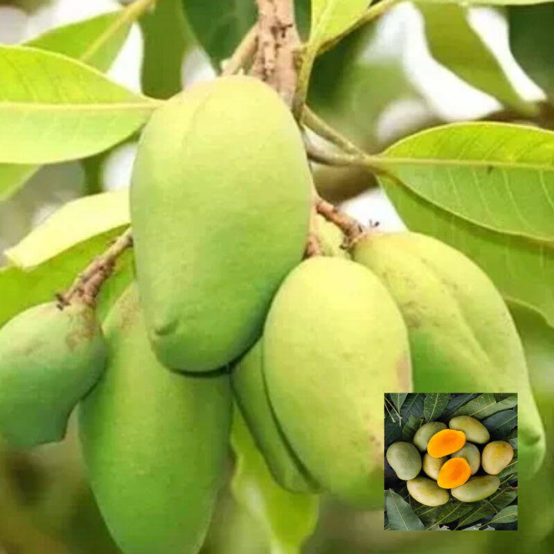 Hybrid Suvarna Rekha Mango Grafting Plant (Pack Of 1)