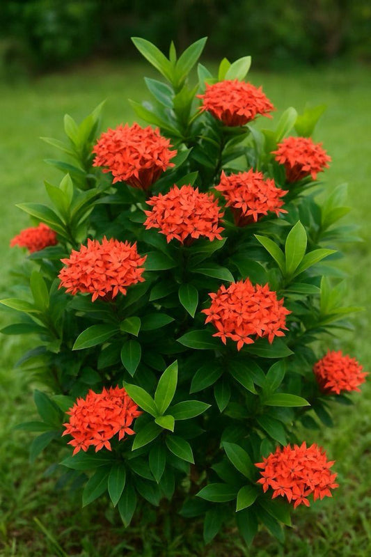 Hybrid Red Ixora Flower Plant (Pack Of-1)