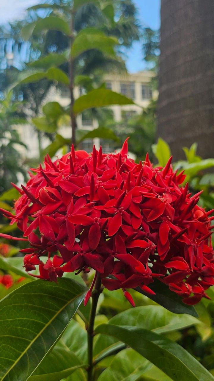 Hybrid Red Ixora Flower Plant (Pack Of-1)