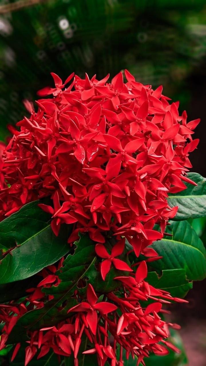 Hybrid Red Ixora Flower Plant (Pack Of-1)