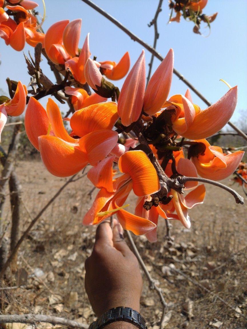 Hybrid Palash Flower Plant (Pack Of-1 )