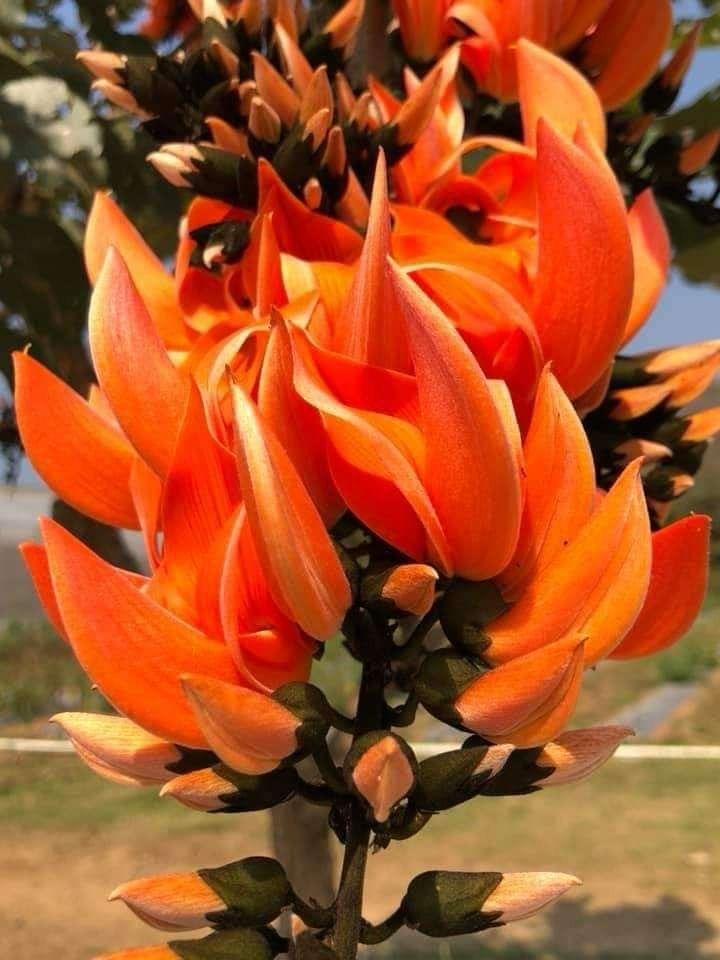Hybrid Palash Flower Plant (Pack Of-1 )