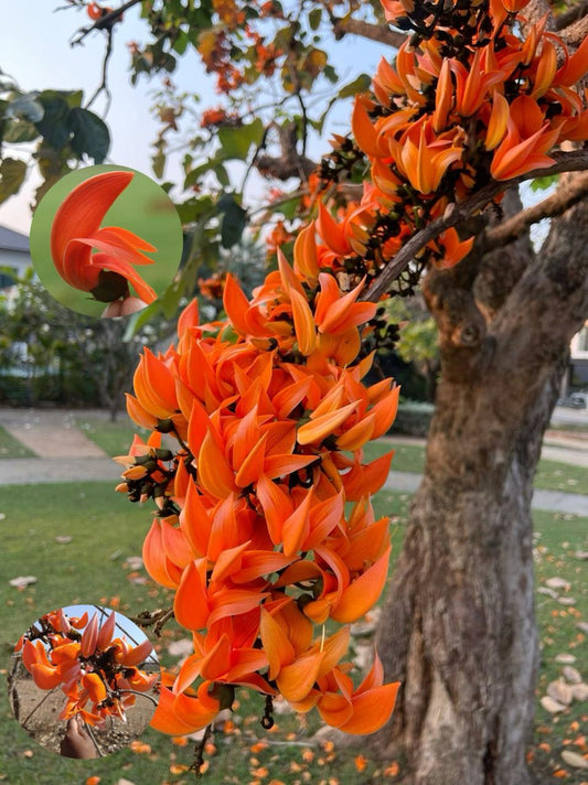 Hybrid Palash Flower Plant (Pack Of-1 )