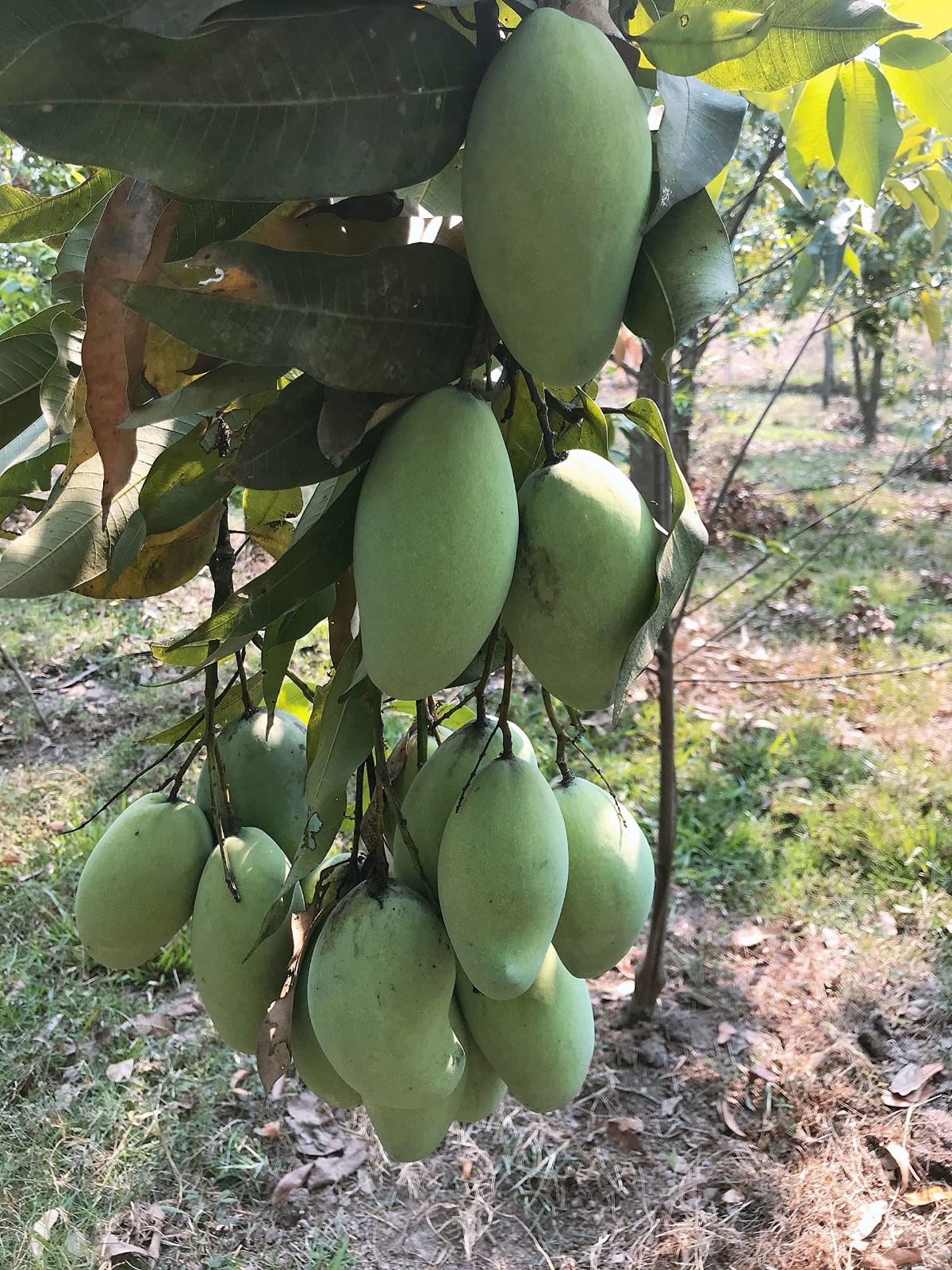 Alphonso Mango Fruit Plant (Hybrid & Grafting ) Pack Of-1