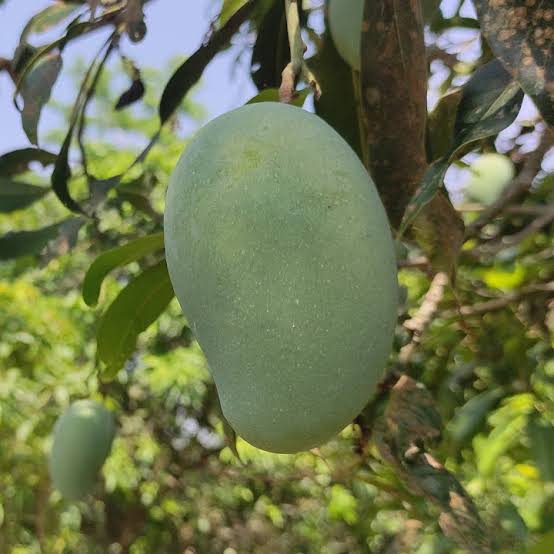 Alphonso Mango Fruit Plant (Hybrid & Grafting ) Pack Of-1